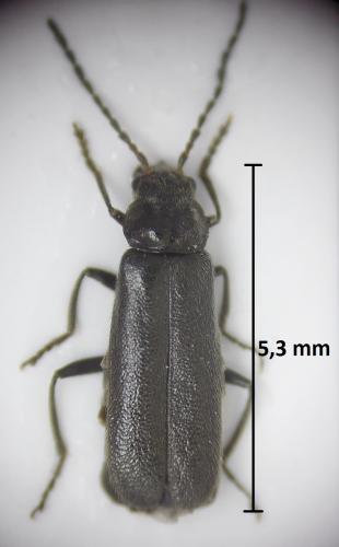 Cantharis paludosa